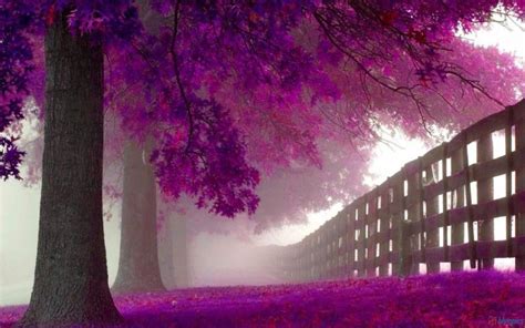 Hd Purple Trees In Autumn Wallpaper Download Free 56076