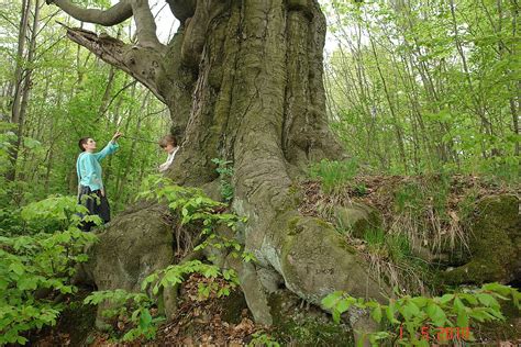 Oldest Trees Najstarsze Drzewa
