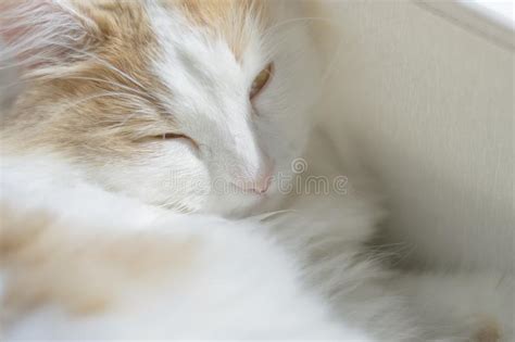 Closeup Portrait Of A Beautiful White Beige Cat With Golden Eyes