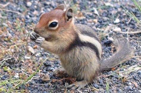 Yellowstone Wildlife Spotting Cute Squirrel Baby Chipmunk Chipmunks