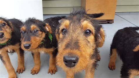 We have beautiful champion blood line airedale puppies ready to go! Airedale Terrier Puppies for Sale Video - S & S Family ...