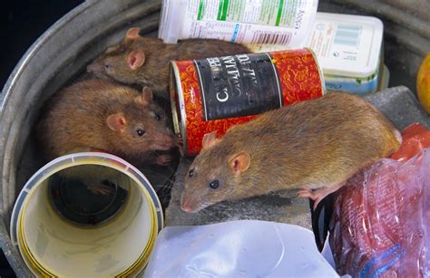 Desperate Rats Turning Into Cannibals And Even Eating Their Own