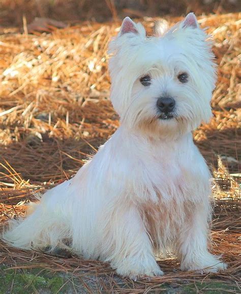 Arrowhead Acres Available And Upcoming Westie Litters Westie Puppies