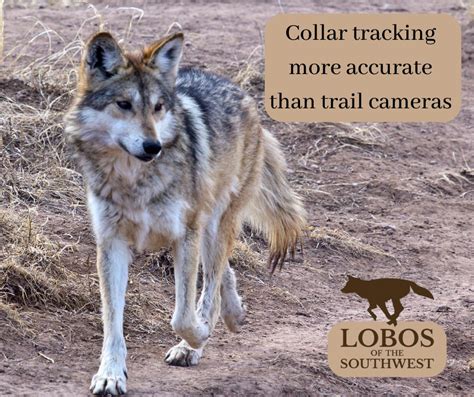 Mexican Wolves On Twitter Researchers Evaluating Efficient Ways To