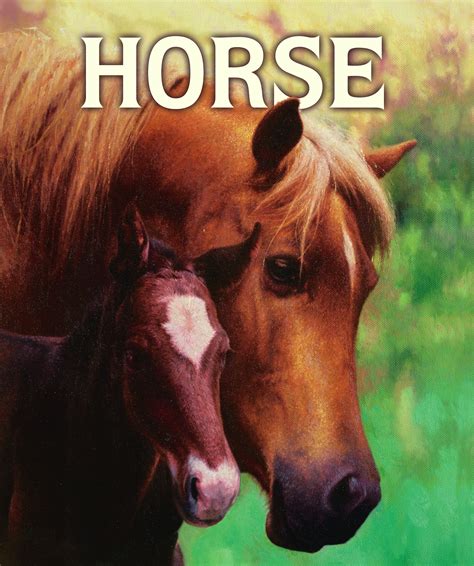 Horse Book By Malachy Doyle Angelo Rinaldi Official Publisher Page