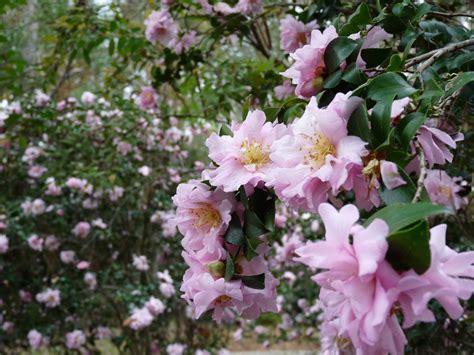 Camellia blossoms brighten the winter garden