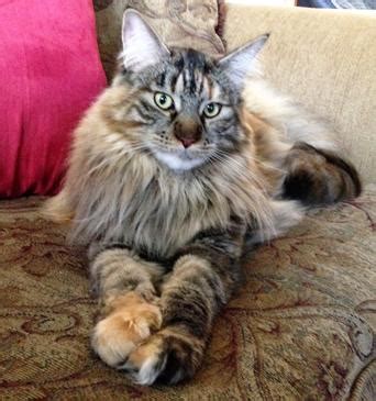 They enjoy being playful and interacting with the whole family but they also enjoy showing affection and cuddling up with the ones they love. Maine coon kittens for sale in oregon - Oregon Maine Coons