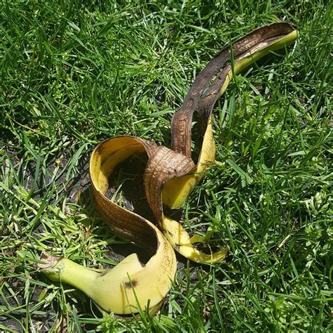 Banana Peel Or Snake In The Grass Bananapeelinspiration Banana Banana🍌
