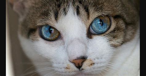 15 Stunning Photos Of Animals With Heterochromia Beautiful Cats