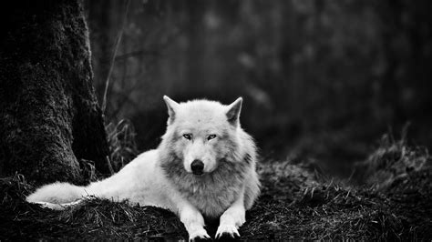 landscape ultra hd animal wallpaper 4k | HD Wallpapers , HD Backgrounds