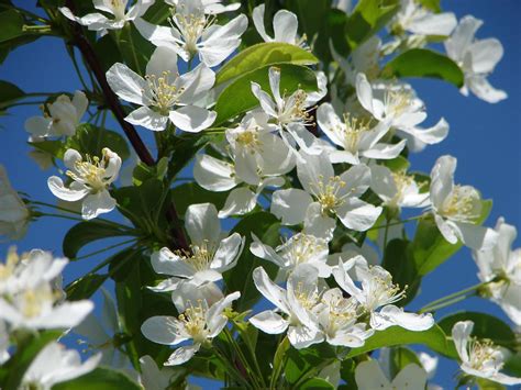 White Crab Apple Tree Blossoms Peter Ellis Flickr
