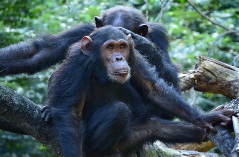 Bonobos, the ‘hippy apes’, may not be as peaceful as once thought