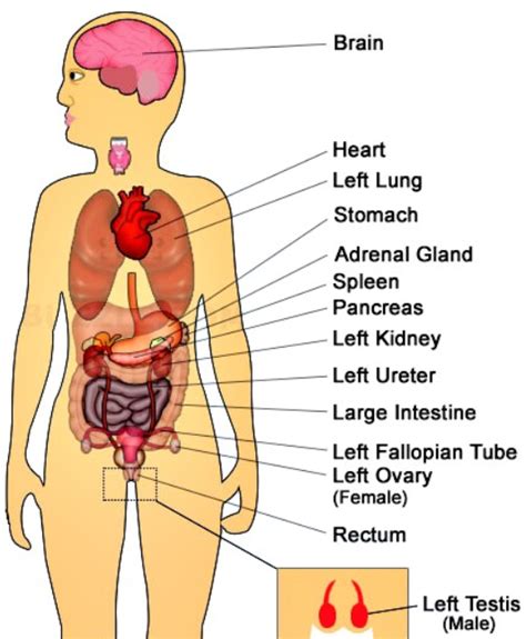 From ulcer to infection, here's a look at possible causes of your pain. Pin on Autoimmune Madness