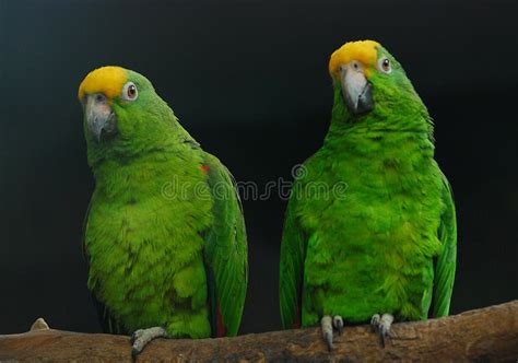 Two Parrots Stock Photo Image Of Balanced Parrots Maui 163518