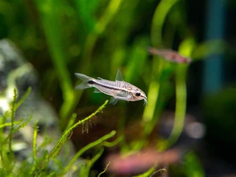Pygmy Cory Catfish Corydoras Pygmaeus Tank Raised Aquatic Arts On