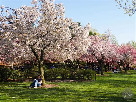 Can you picnic in brooklyn botanical garden. TRAVEL // BROOKLYN BOTANIC GARDEN | Cultural Chromatics
