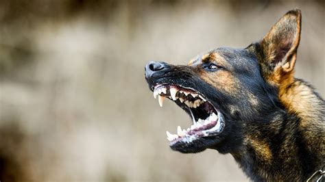 Dangerous Dogs In Moreton Bay Region City Of Moreton Bay