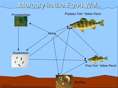Ppt Watershed Mercury Processes Powerpoint Presentation Free