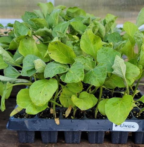 Classic Eggplant Hybrid Starter Live Plants 4 Seedlings Etsy