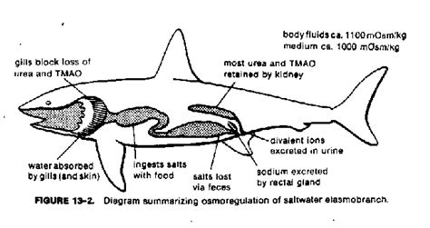 Matts Biology Blog Osmoregulation In Bull Sharks
