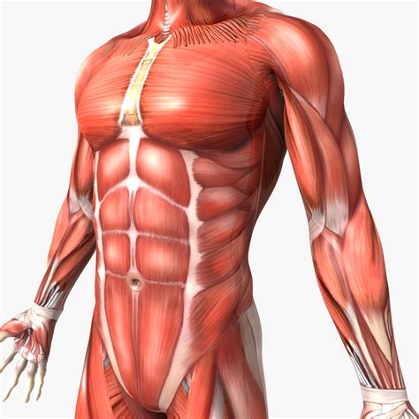 Stephen w leslie, md, facs. 3d human male anatomy body