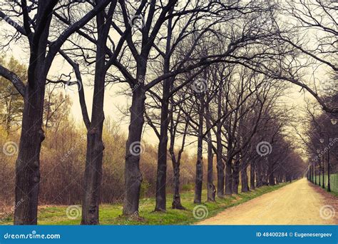 Autumnal Park Empty Alley Perspective With Leafless Trees Stock Photo