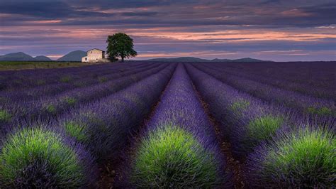 Valensole Plateau Lavender Field Provance France Backiee