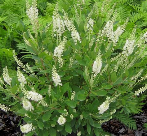 May 7, 2019 at 4:29 pm. Hummingbird Summersweet | Natorp's Online Plant Store