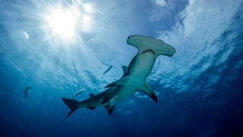 10 Great Hammerhead Shark Facts Fact Animal