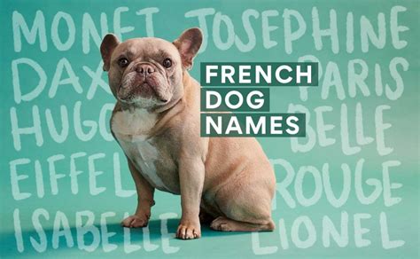 The 200 Best French Dog Names Bechewy
