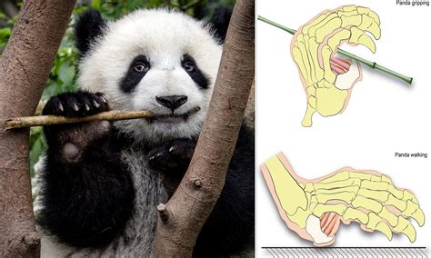 Azok Diagnosztizál Ezredes Panda Hand Bones Hagyma Van Egy Angol