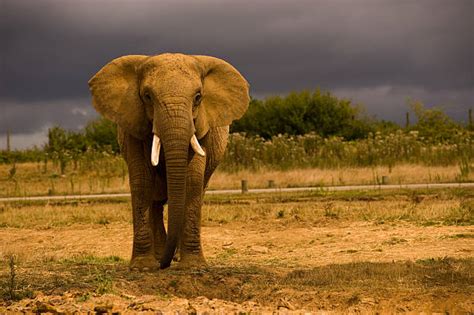 Afrikanischer Elefant Bilder Und Stockfotos Istock