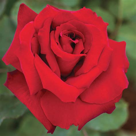 Loves Promise™ Grandiflora Rose Grandiflora Roses Edmunds Roses