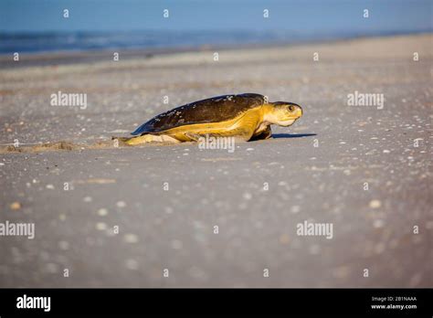 Flatback Sea Turtle Flatback Turtle Australian Green Turtle Natator