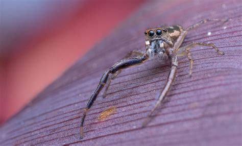 Long Legged Jumping Spider By Kisarisary On Deviantart