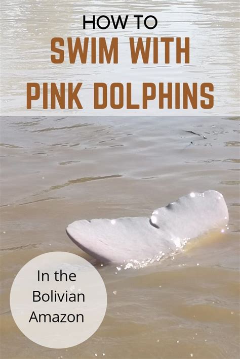 It Sounds Crazy I Know But You Can Swim With Pink River Dolphins In