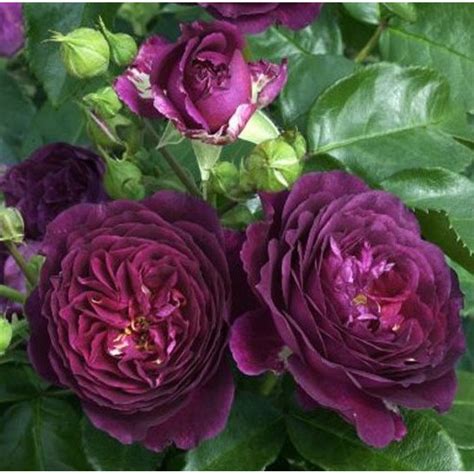 Роза Purple Eden Fl153