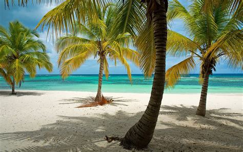 Nature Landscape Beach Tropical Palm Trees Dominican Republic Sea
