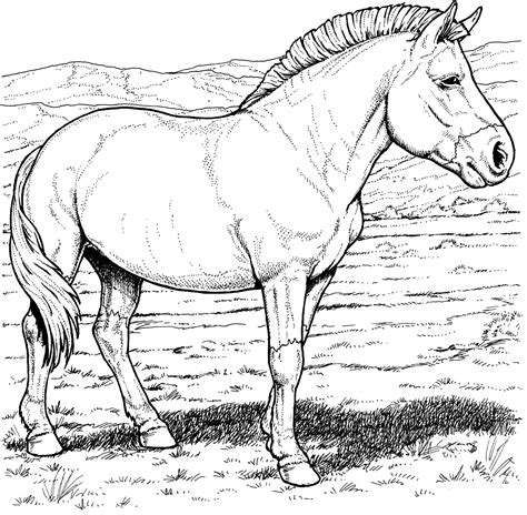 Kids N Coloring Page Horse Breeds Przewalskis Wild Horse