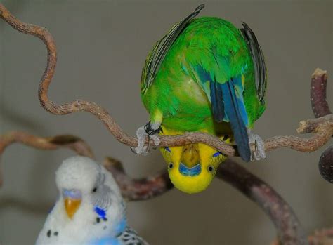 Our Recipe For A Perfect Parakeet Mix Windy City Parrot