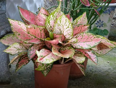 本物品热菘赡芰钊朔锤校徊豢⒈疚锲热菖砂l，鏖，出售，出租，交o 或出借予年g未m 18 q的人士出示，播放或播映。 this article contains material which may offernd and may not be distributed, circulated, sold, hired, given, lent, shown, played or projected to a person under the age of. 觀葉植物~吉祥粗肋草(四張圖)＠我的空中花園(1)｜PChome 個人新聞台
