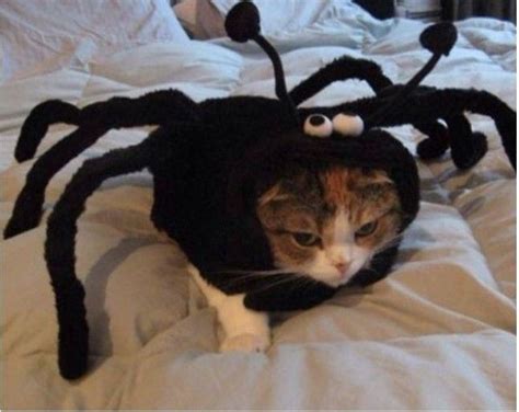 Cats Wearing Halloween Costumes And Hating It