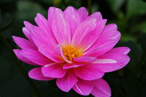 Beautiful Pink Flower Flowers Free Nature Pictures By Forestwander Nature Photography
