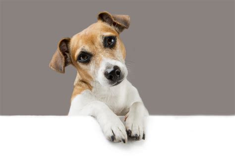 El Perro Como Animal De CompaÑÍa Clínica Veterinària Animàlia