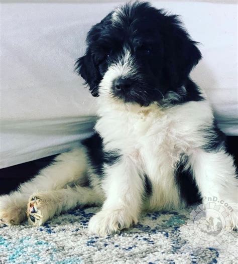The bernedoodle is happy, fluffy dog that will be your companion for life. F1b Newfypoo | Goldendoodle breeders, Bernedoodle puppy ...