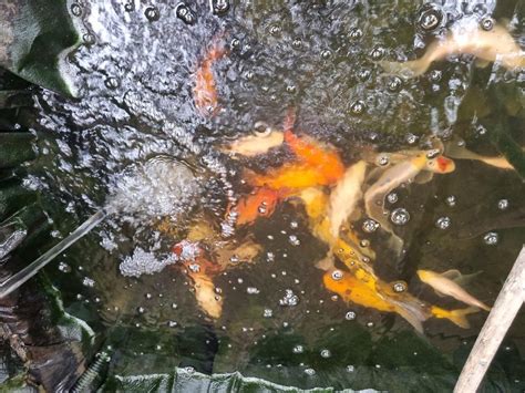 20 Pond Fish For Sale West Bromwich Walsall