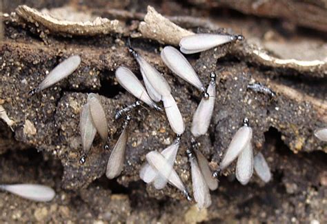 Termite Mound Swarming Termites Outside