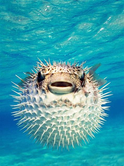 Pufferfish Earth Blog