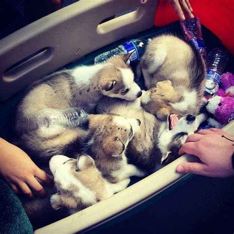 Top 30 Cutest Buckets Of Puppies Puppy Safe Pet Puppy Dog Cat Cute