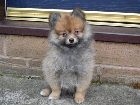 Male Sable Pomeranian Puppy In Sheffield South Yorkshire Gumtree